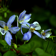Img_9275a_card