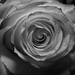 B_w_rose_square