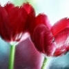 Digital_painted_tulips_i_thumb