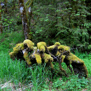 Treebeards_sofa_card