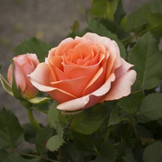 20080511_3059_card