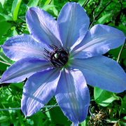 Pale_beauty1_card