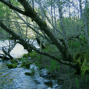 Entangled_card