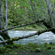 Bentbridgetoo_card
