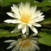 05flora1_card