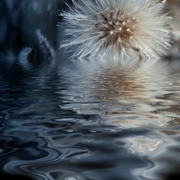 Dandelion_tears_card