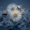 Dandelion_blues_still_life_thumb