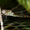 Dragonfly_pond_thumb