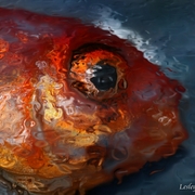 Comet_study_card