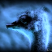 Electric_blue_emu_card