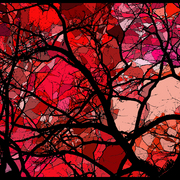 Tree_boarder_card