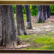 Dsc00004_card