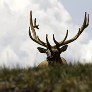 Elk_1_card