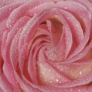 Rose_drops_card