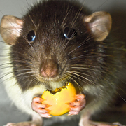 Rat_card