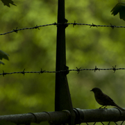 Way_to_freedom_card