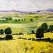574-napa_yellow2_square