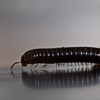 Bug_art_thumb