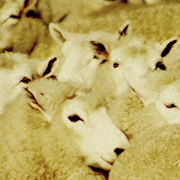 Paddock_parade_card