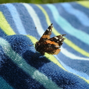 Dsc_0239_card