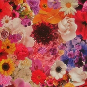Flower_explosion_card