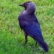 Img_1740_card