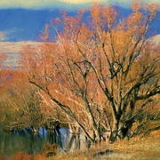 Creekside_autumn__south_island_card