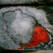 Mutantah