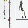 Suspended_animation_thumb