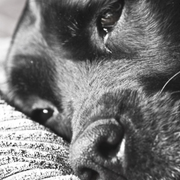 Dreaming_dog_card
