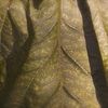 Dsc_2217_thumb