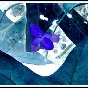 28991_419936_card