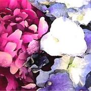 Fleurs-de-paque-brenda-garacci_card