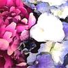 Fleurs-de-paque-brenda-garacci_thumb