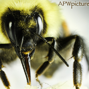 Bumblebee_face_card
