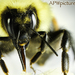 Bumblebee_face_square
