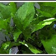 Greenery-brenda-garacci_card