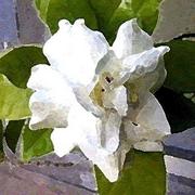 Gardenia-brenda-garacci_card