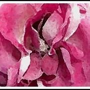 Rose-brenda-garacci_card