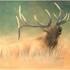 1v-elk-buglecolorr-change_thumb