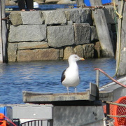 Captainseagullrockport2012_card