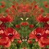 Flowers___god_thumb
