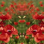 Flowers___god_card