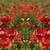 Flowers___god_tiny_square