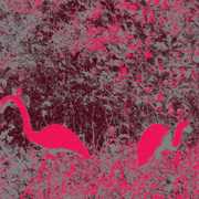Flamingo_life_card