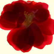 Para_art_11_card