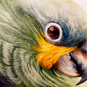 Macchia_gialla_card