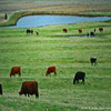 Cows_in_spring_thumb