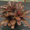 Dsc06737_thumb