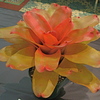 Dsc06739_thumb
